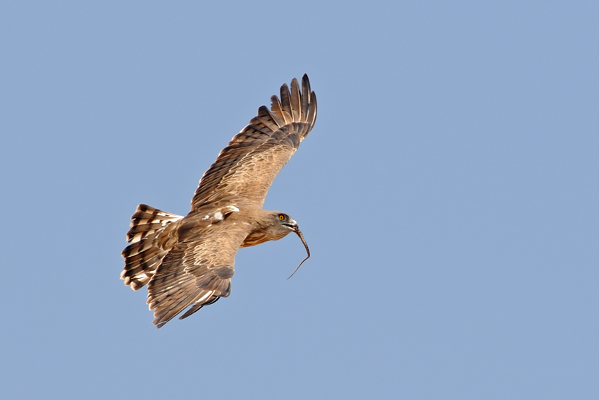 <h5>Short-toed Eagle - C5 חיוויאי - <i>Circaetus gallicus<i></h5>