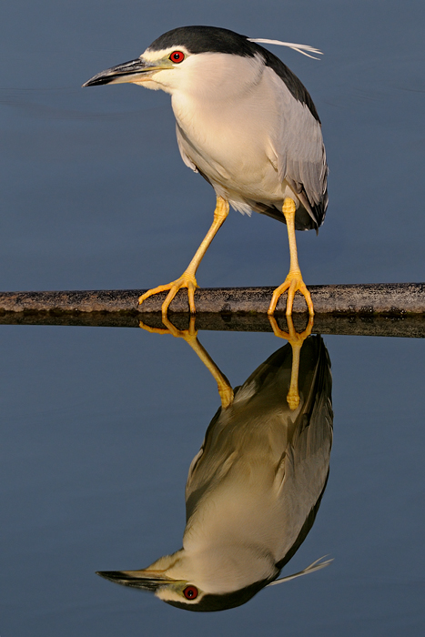 <h5>Night Heron - אנפת לילה - <i>Nycticorax nycticorax<i></h5>