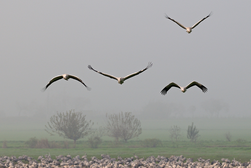 <h5>Common Crane - עגור אפור - <i>Grus grus<i></h5>
