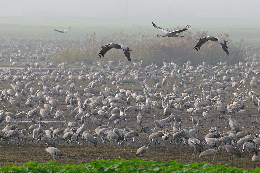 <h5>Common Crane - עגור אפור - <i>Grus grus<i></h5>
