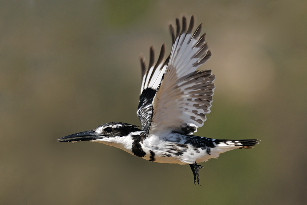 <h5>Pied Kingfisher - פרפור עקוד - <i>Ceryle rudis<i></h5>