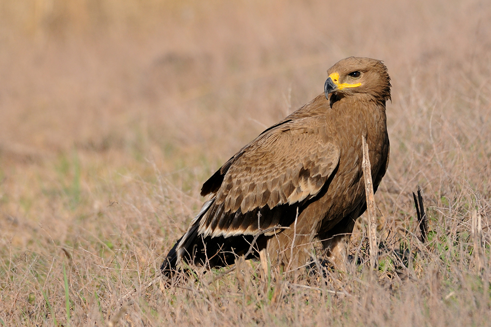 <h5>Steppe Eagle - עיט ערבות - <i>Aquila nipalensis<i></h5>