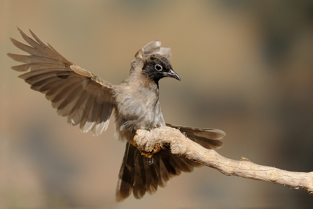 <h5>Spectacled Bulbul - בולבול צהוב-שת</h5>