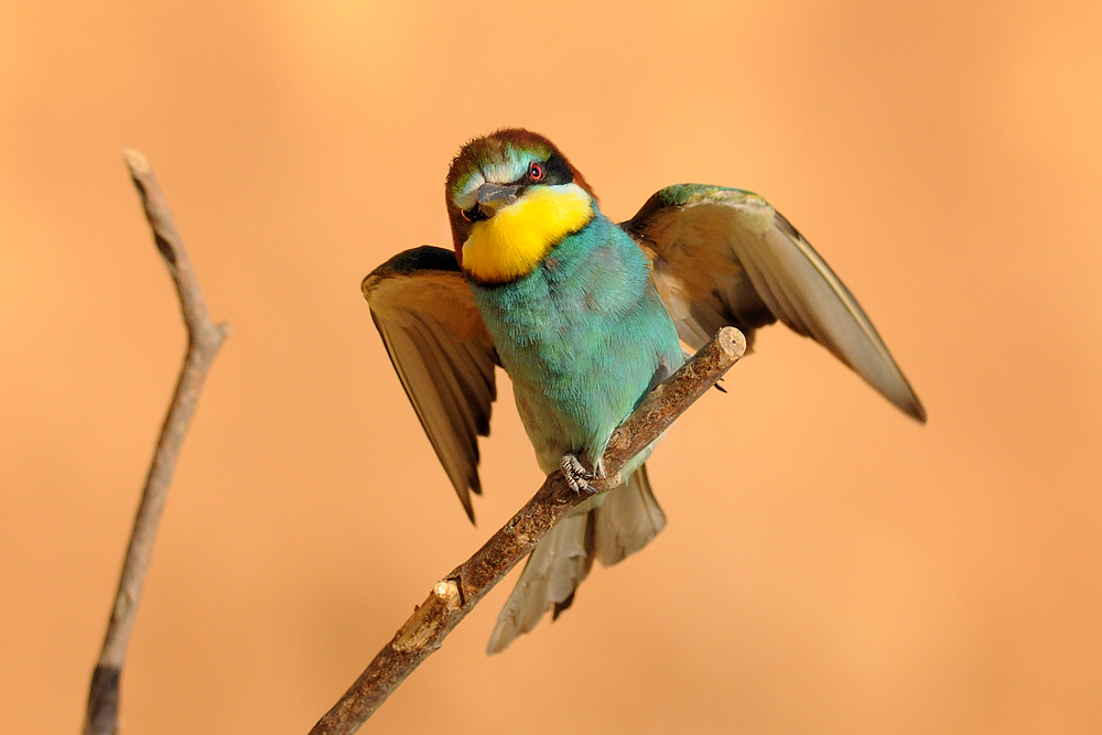 <h5>European Bee-eater - שרקרק מצוי - <i>Merops apiaster<i></h5>