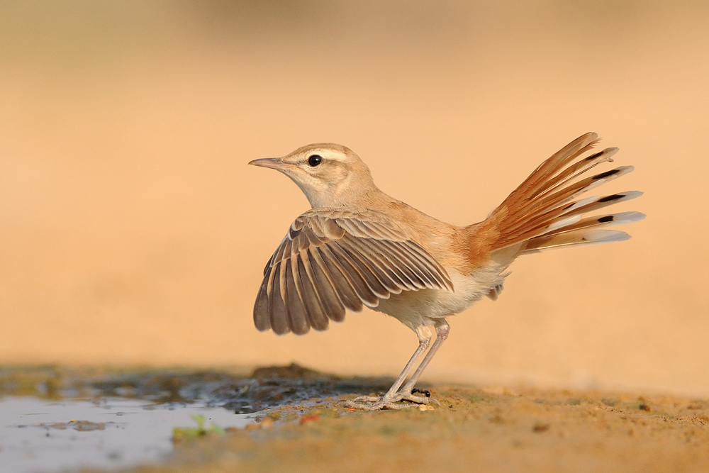 <h5>Rufous Bush Robin - חמרייה - <i>Cercotrichas galactotes<i></h5>