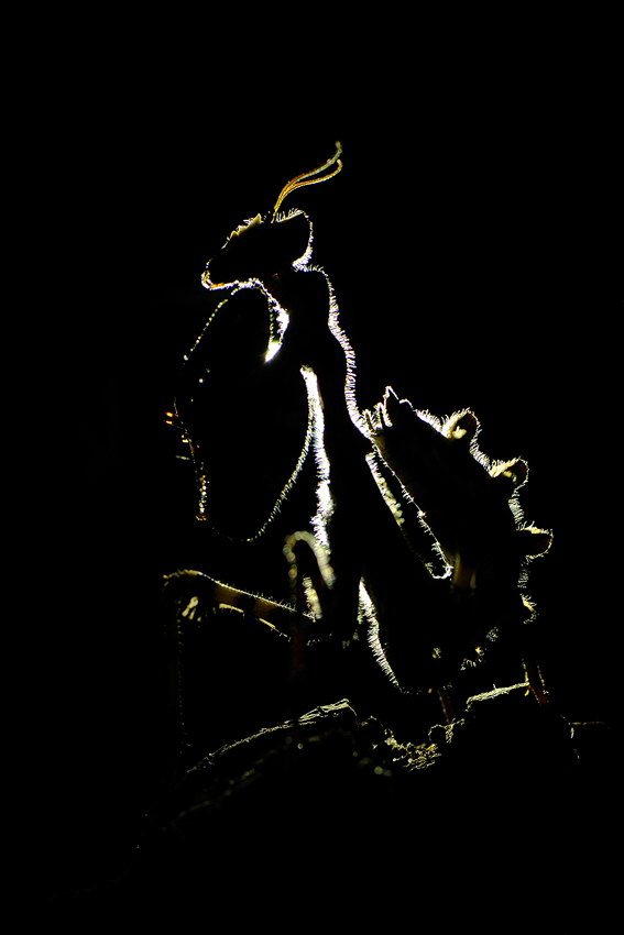 <h5>Mantis - גמל שלמה משובץ</h5>