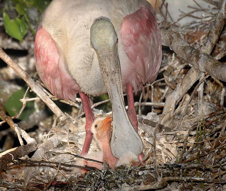 ROSEATE SPOONBILL