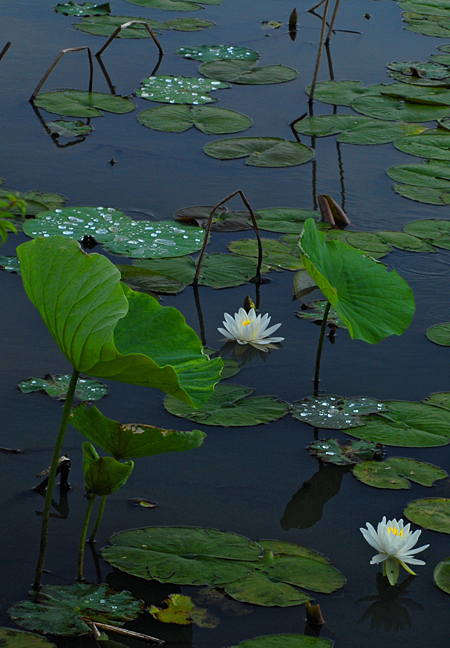 Lilypons Water Gardens, Adamstown, Maryland