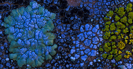 Lichens, Valley of Fire State Park, Nevada