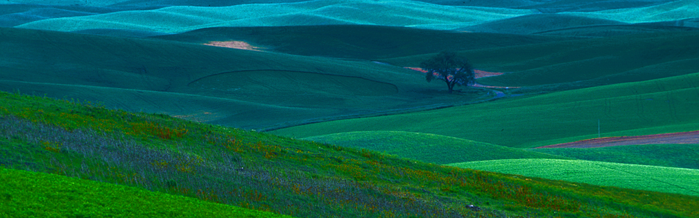 Cropland, Palouse County, Washington