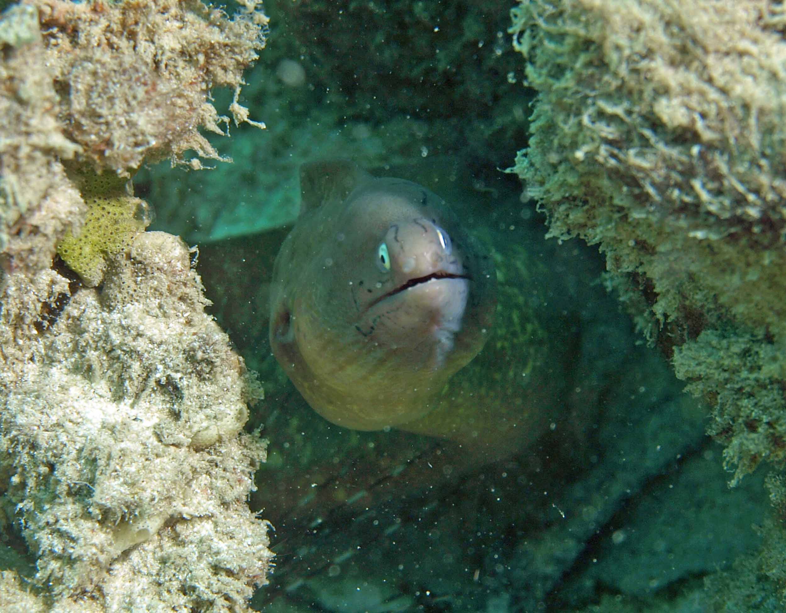 Moray white-eye - Siderea thyrsoidea K28