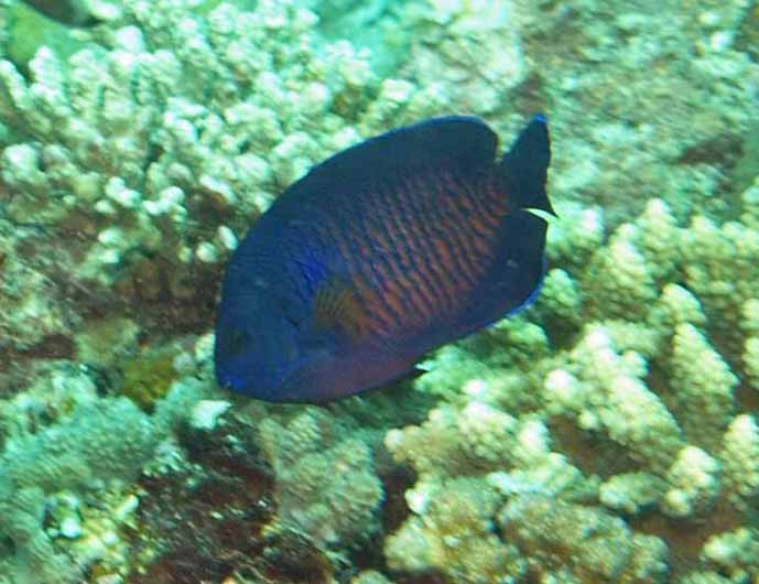 Angel coral beauty - Centropyge bispinosa K134