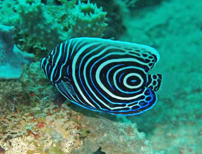 Angel emperor juvenile