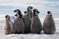 Emperor Penguins of Snow Hill Island, Weddell Sea, Antarctica