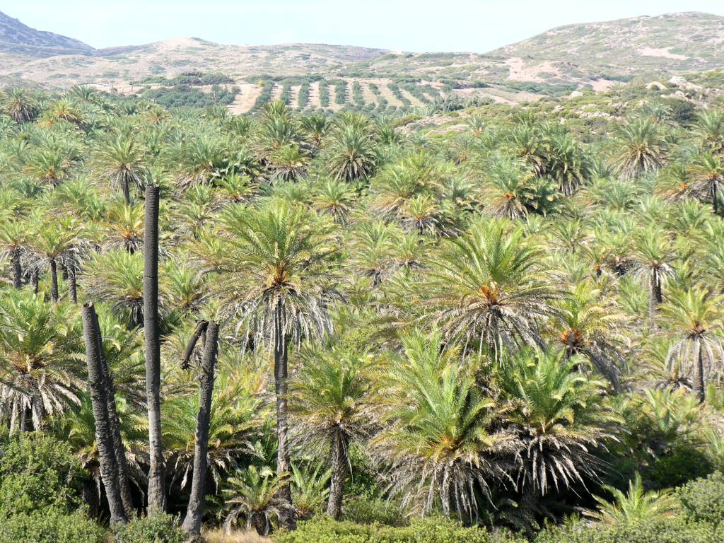 Vai palm forest