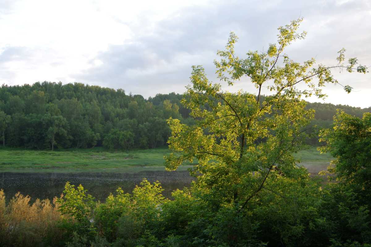 Daugavas loki