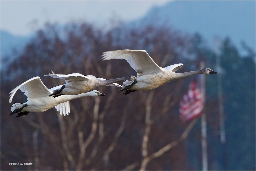 Patriotic Skagit Valley Swans