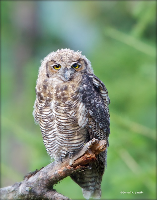 Great_Horned_Owlet