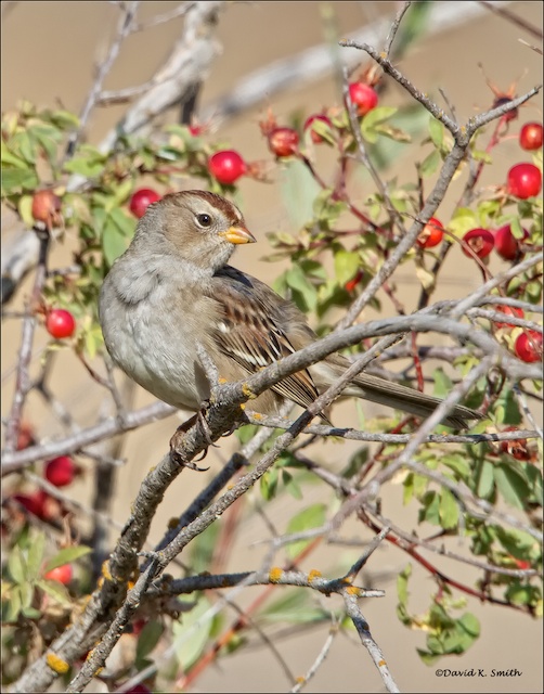 Juvenile White Crowned Sparrow  West of Spokane