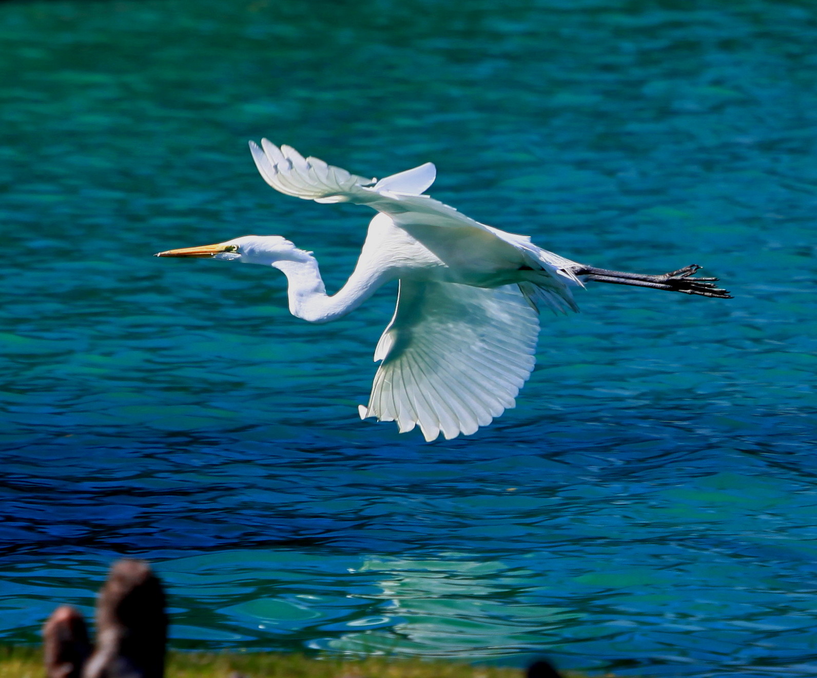 Egret