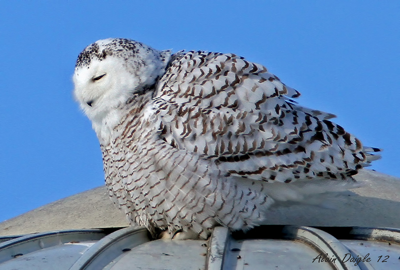 harfang des neiges (femelle)