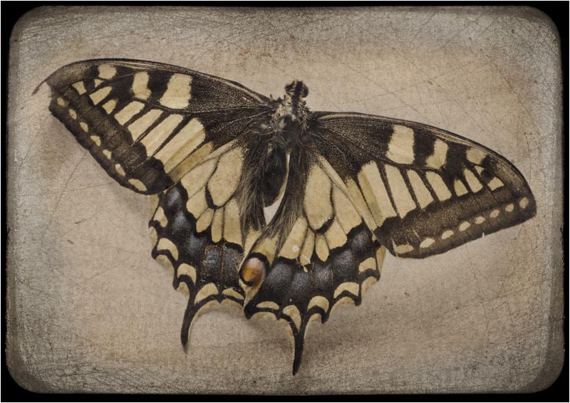 Papilio Machaon