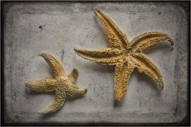 Asterodea