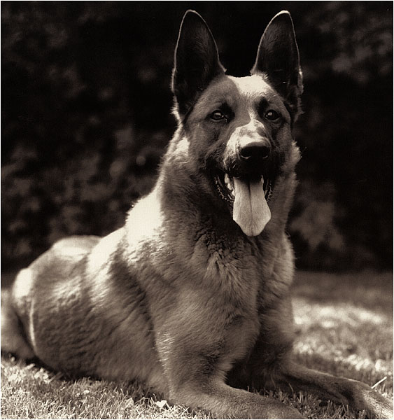 Rex