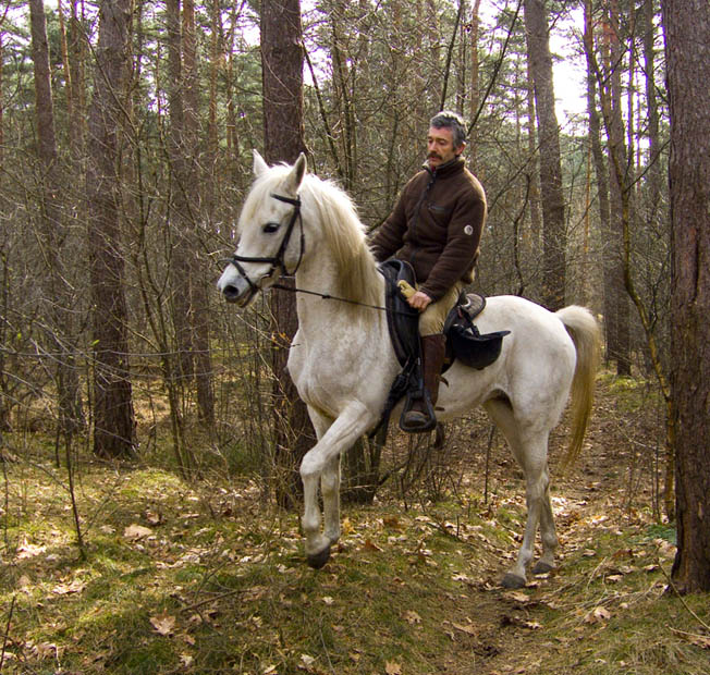 What a  good Horse!