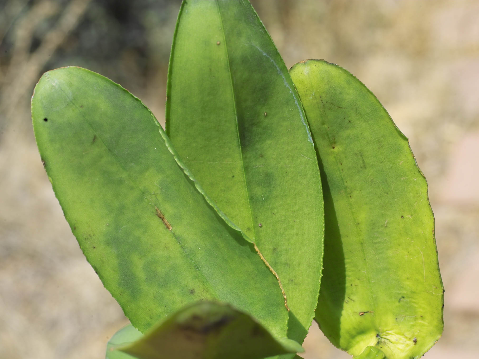 Color mottling reverse side of leaves IMG10037