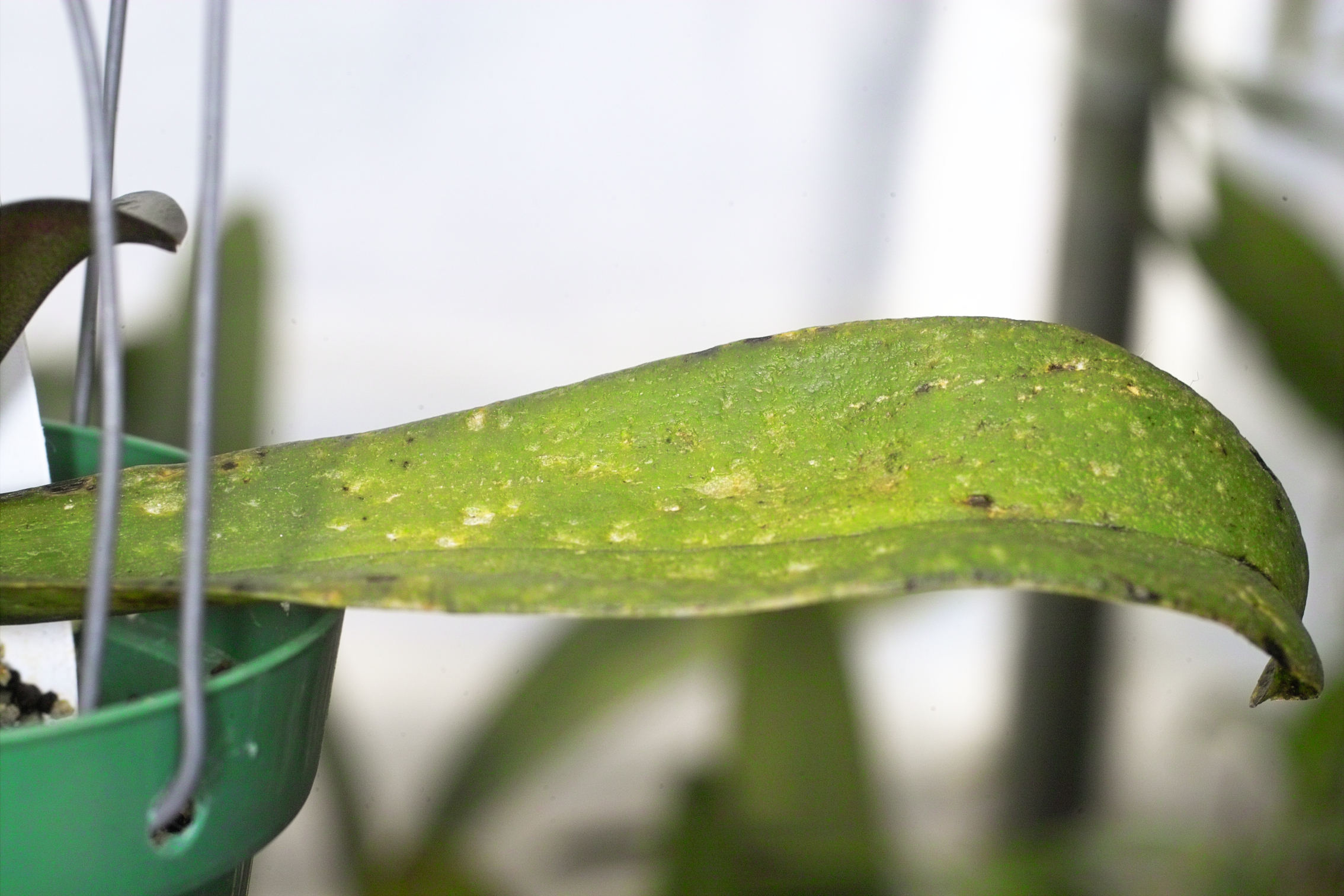 Phal with unknown disease - suspect secondary infection from temperature damaged neem oil IMG07004