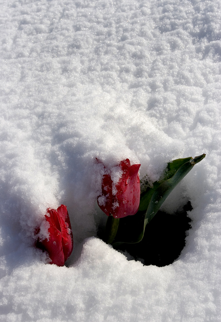 Tulips in the Snow