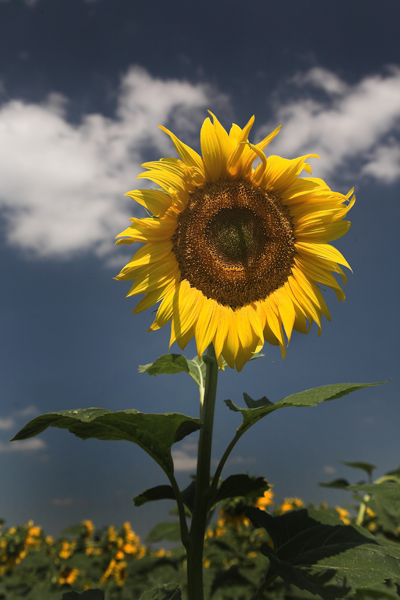 Sunflower Standing Tall