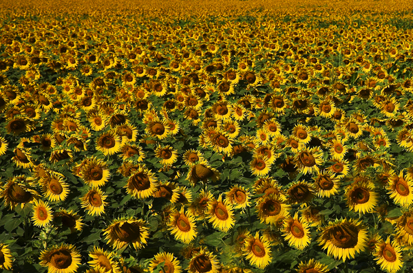 Sunflower Field 2b