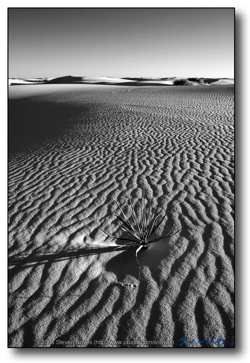 White Sands : Yucca in White