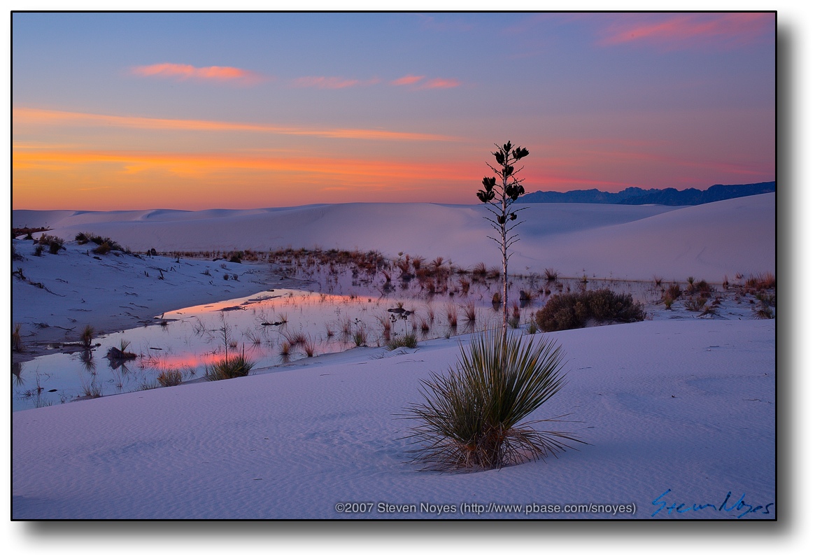 Early Morning Yucca