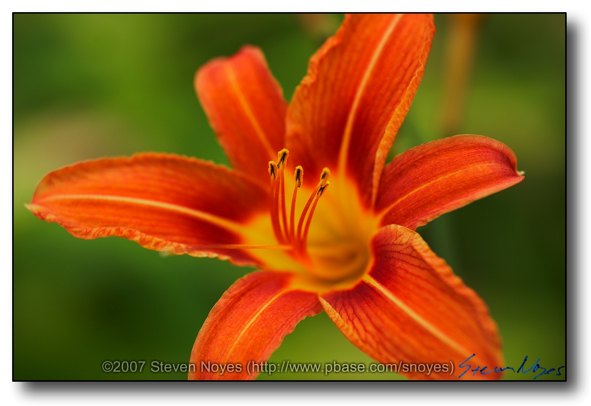 Rockford : Day Lilly