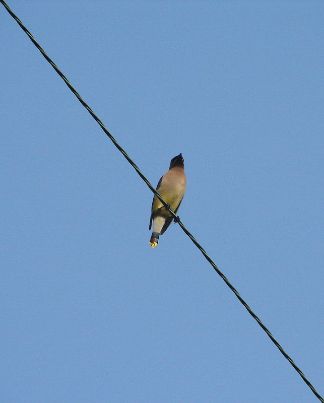 Another bird on a wire