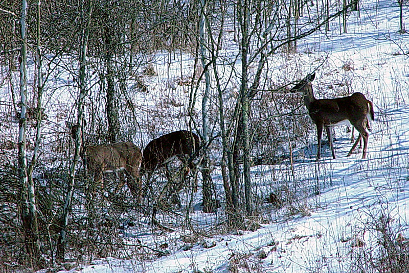 ...and see a herd of at least 12 deer!