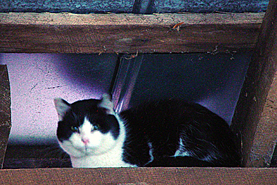 The other Barn Cat