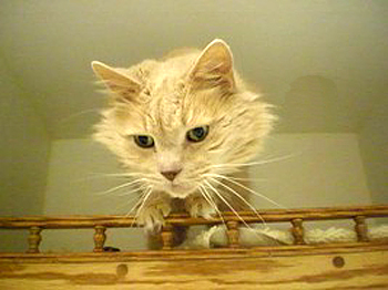 o6/18/25118/1/93813389.sH7u4fvF.Sassy5a.jpg