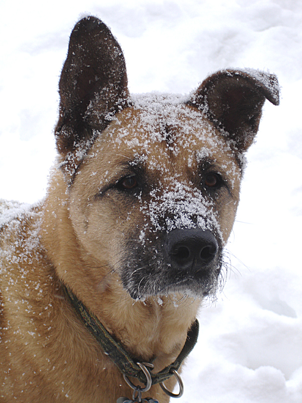 Snowy Faced Big Girl