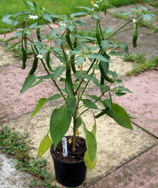 5697-Goat Horn Chilli.jpg
