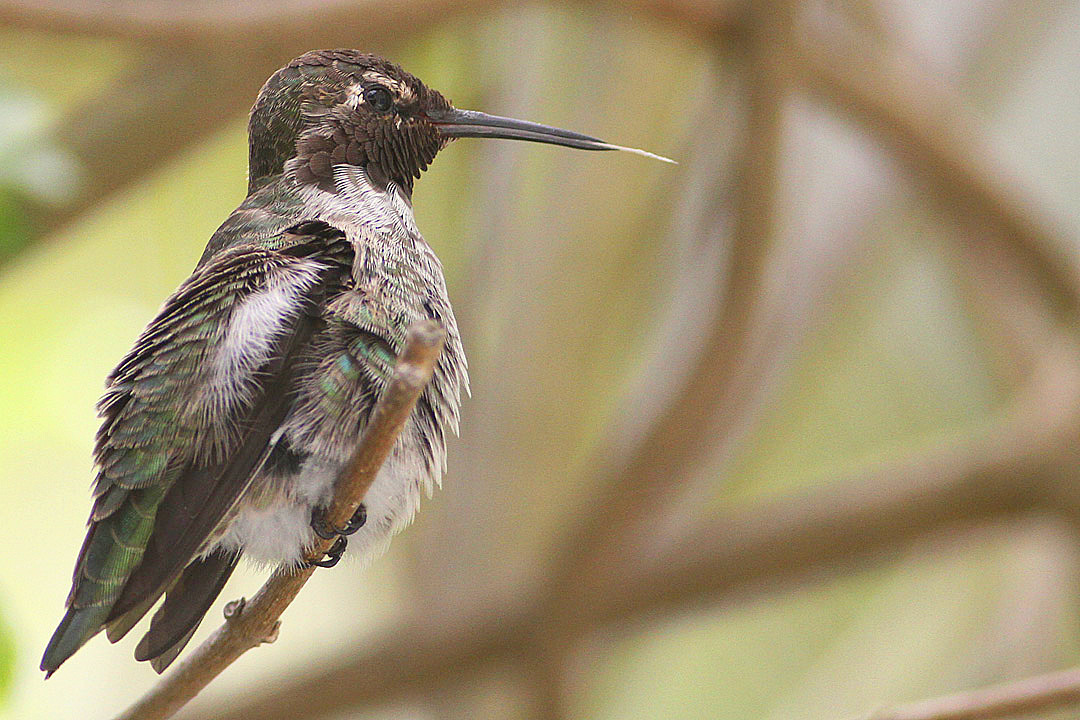 IMG_3371 hummers.jpg