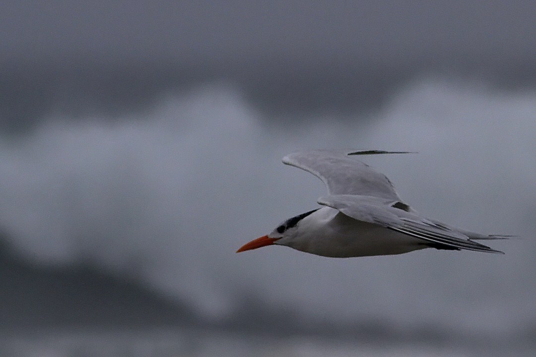 IMG_4698 terns.jpg