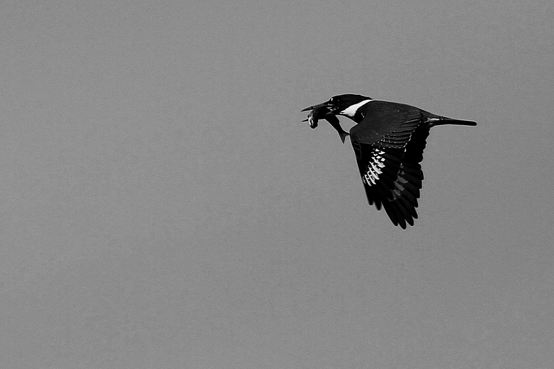 IMG_8138 copy bw.jpg