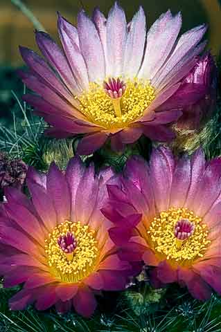 1857-Catus-Blossom.jpg