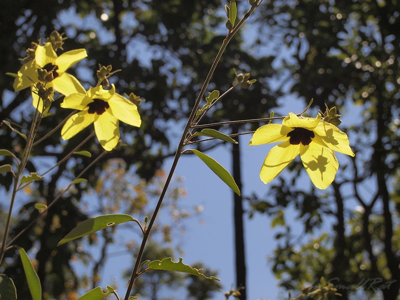 Yellow flowers.