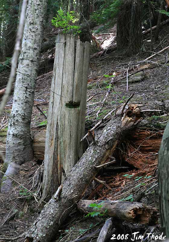 Cedar cut for mine cribbing