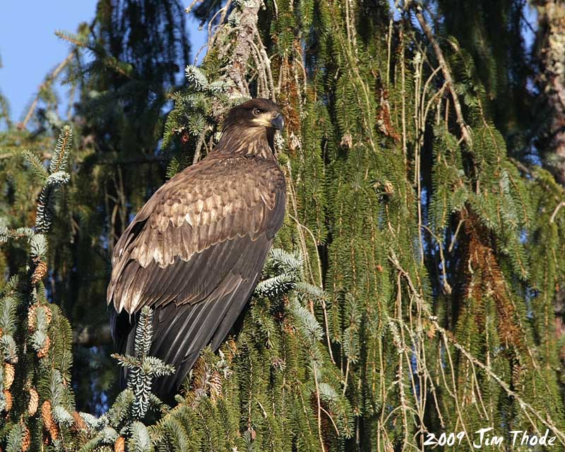Bald Eagle